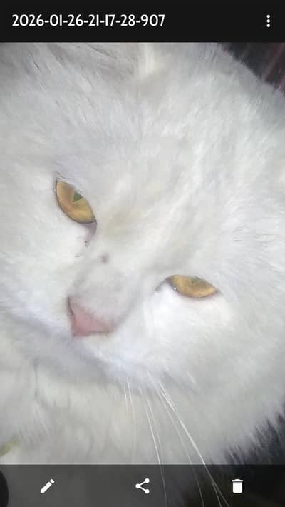 Brand New Persian Cat Male