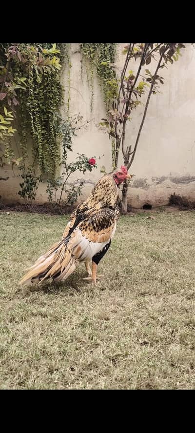 aseel . . shajraaa. murgha . .