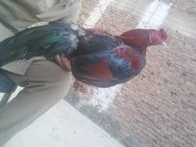 masallah assel murga dekhen