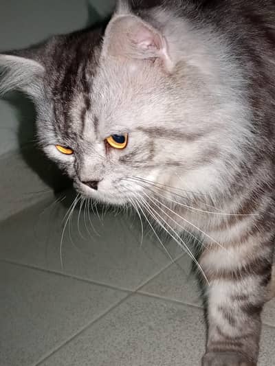 Persian Grey Male Neutal Cat