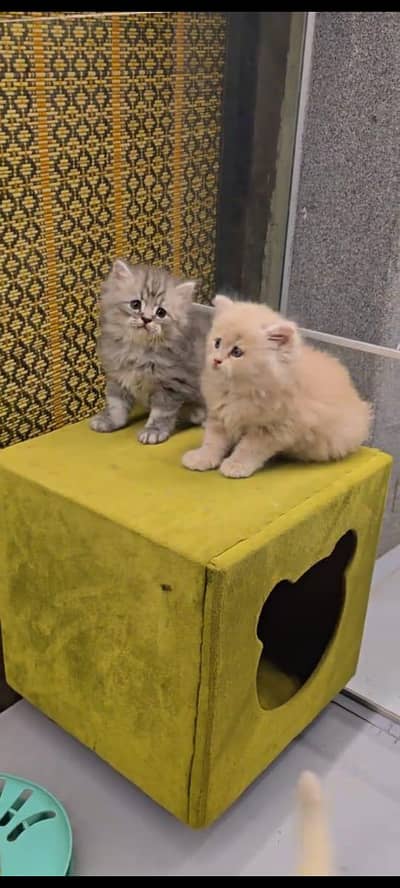 Persian kitten triple long coat and littler Trend/0331/7823482/