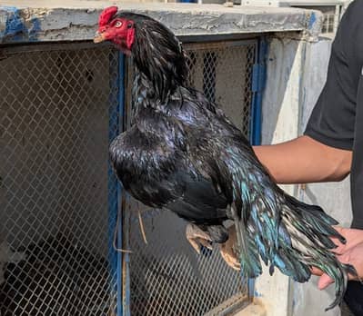 Lasani Mushka Cross Chicks | Only Booking | Lsani Breeder | Mushki