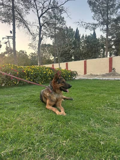 German Shepherd Male