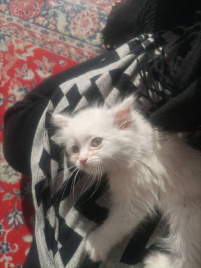 Persian Kitten