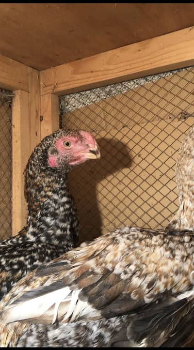 Mashallah Indian parrots beak 2 male available