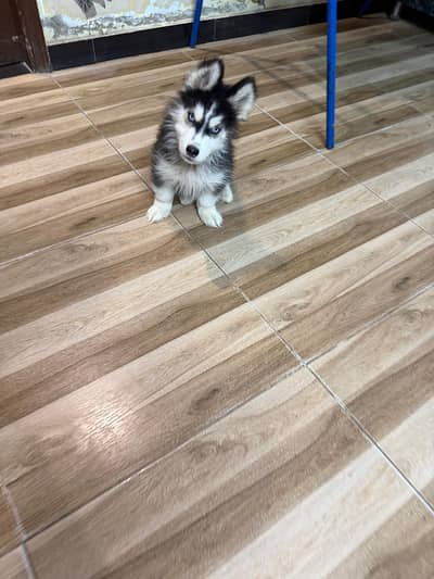 Siberian husky puppies male female pair