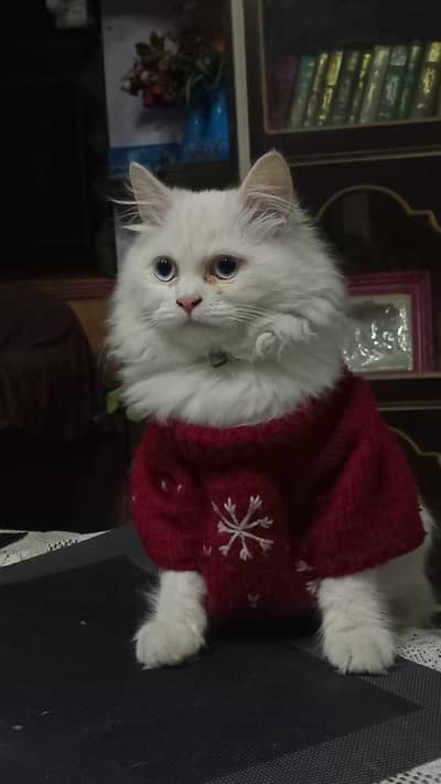 Persian Cat for sale