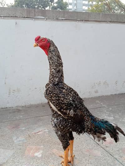 Coco Shamo Murga for Sale 03494915088