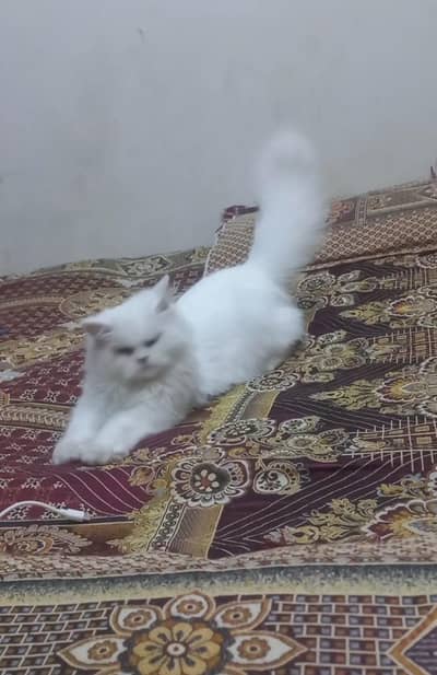 persian cats