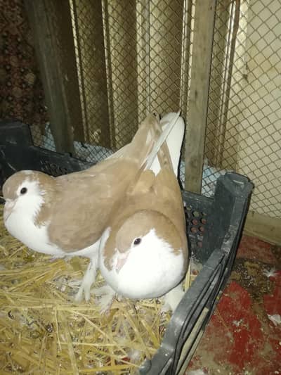 red sharazi breeder pair