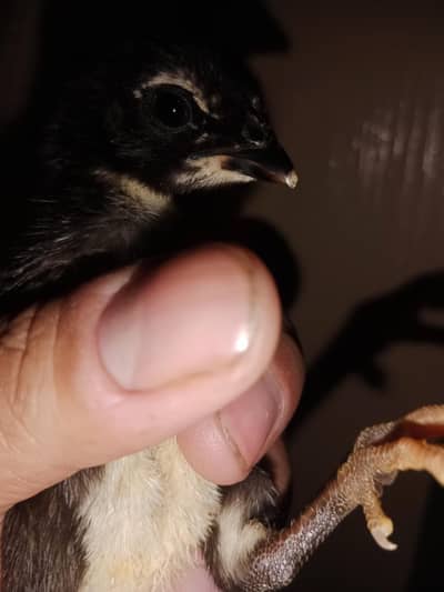 Imported Aseel PNAS chicks