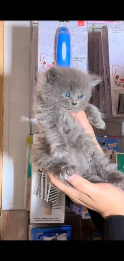 Persian kitten triple long coat and littler Trend/0331/7823482/