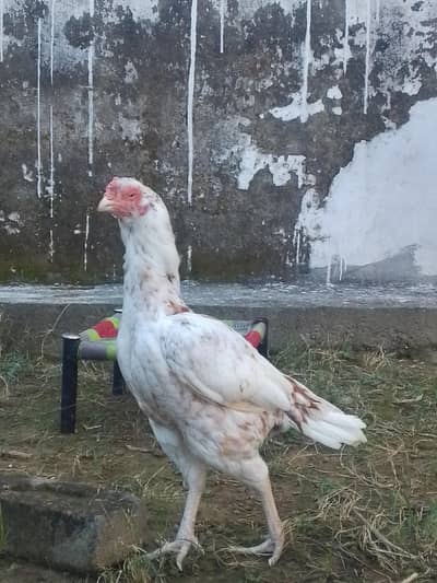 Cheeni outclass breeder madi