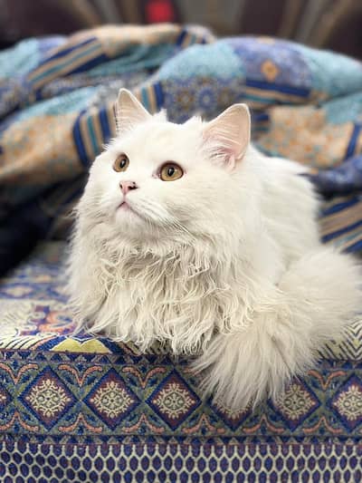 Persian Cat