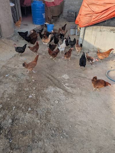 Desi Misri Layers for Sale