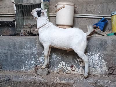 Bakra tedda gulabi abluck
