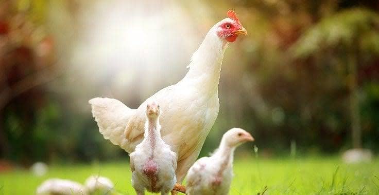 چوزے اور مرغیاں دونوں دستیاب ہیں۔ 0