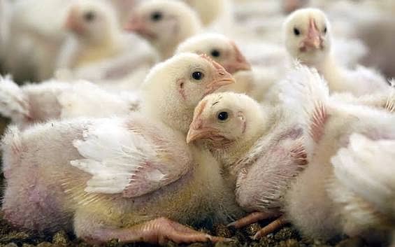 چوزے اور مرغیاں دونوں دستیاب ہیں۔ 1