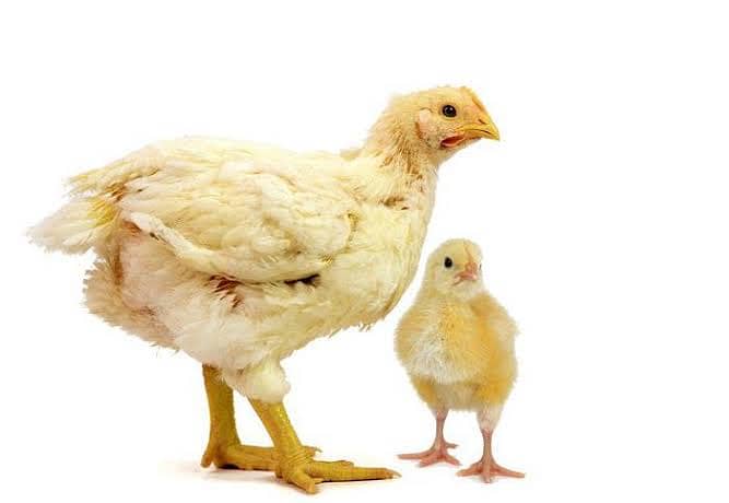 چوزے اور مرغیاں دونوں دستیاب ہیں۔ 2