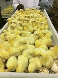 چوزے اور مرغیاں دونوں دستیاب ہیں۔ 3