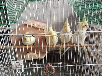 cocktail pairs bilkul fit ghr ki breed e