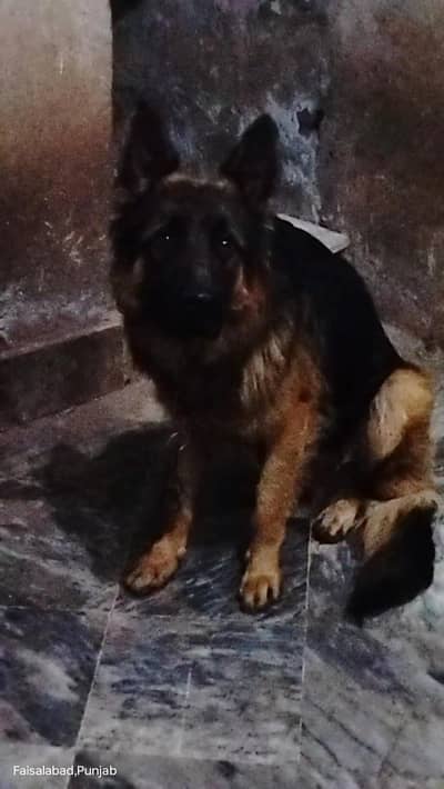 Garman shaft long cort black mask