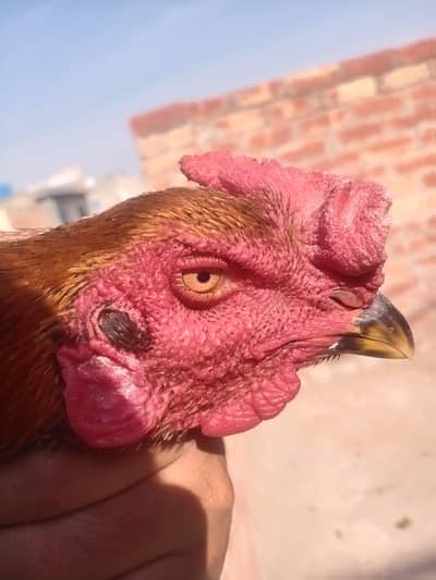 Aseel Male in Thai cross available