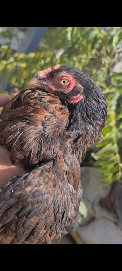 Amrohi # Hen # khalis # Amroha # miyanwali