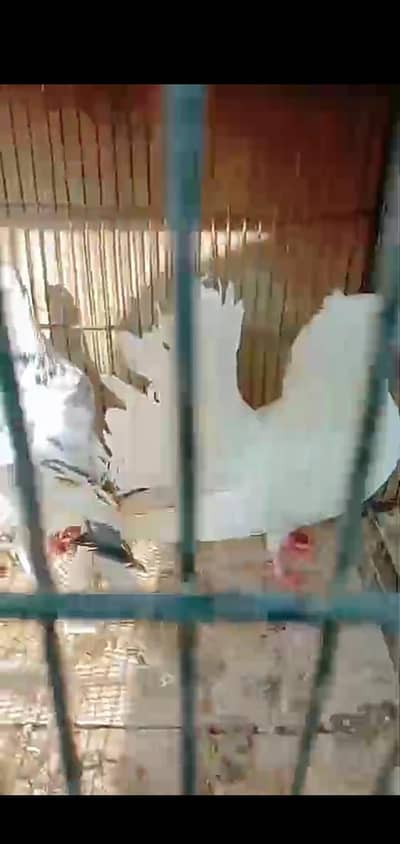 2 beautifull breader pair for sale healthy and active