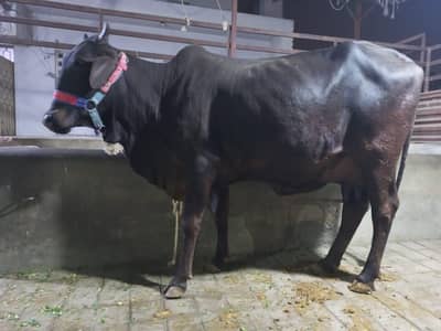 m apni cow sale kr rha ho