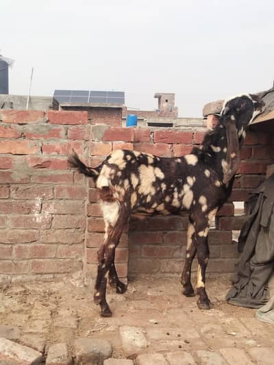 shera print breeder quality male for sale