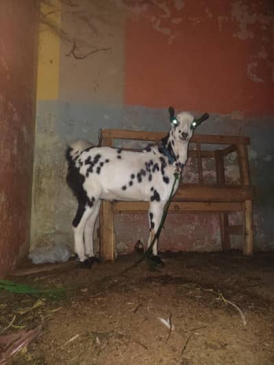 both khud surat bakra