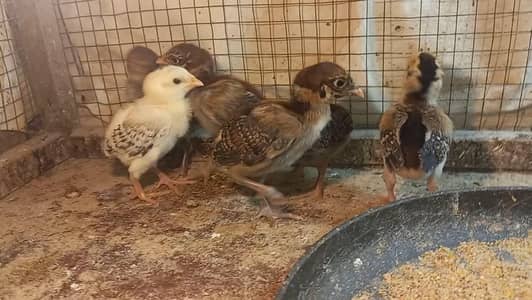 Pure Pakistani Aseel Chicks 03204143422 | Fertile Eggs Available |