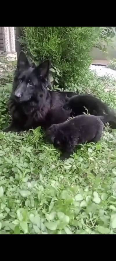 High Quality Germon Shepherd Puppies