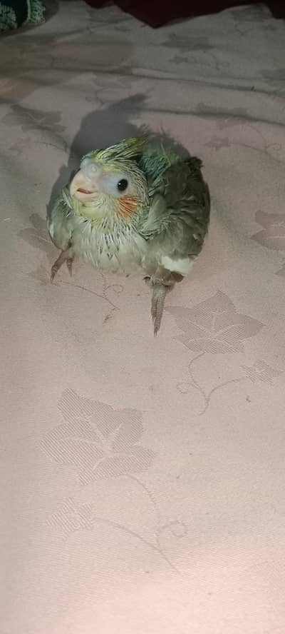 Healthy Parrots for Sale – Baby & Adult Available