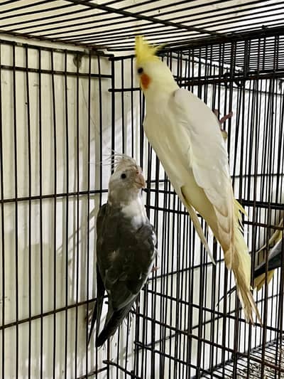 cocktail pair for sale