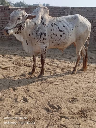 Cholustani bull