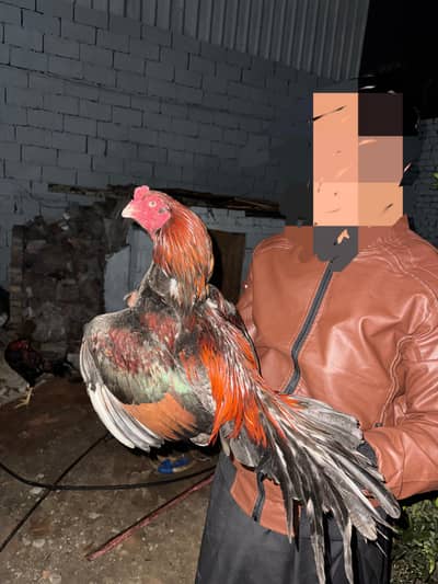 Pure Mianwali breeder high quality