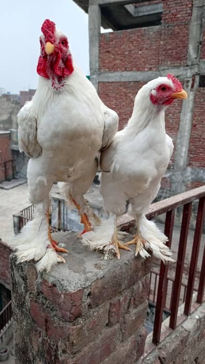 I NEED MONEY . . . . . . . . . . .