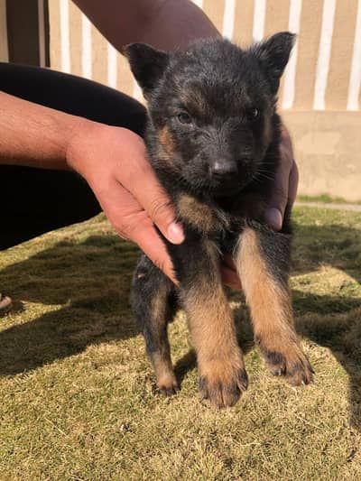 German shepherd puppies