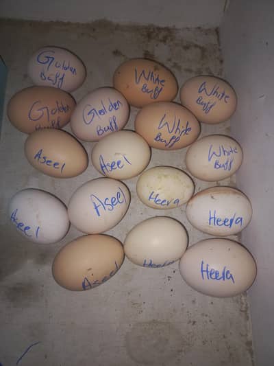 Heera | White Buff | Golden Buff | Aseel |  Eggs 03204143422