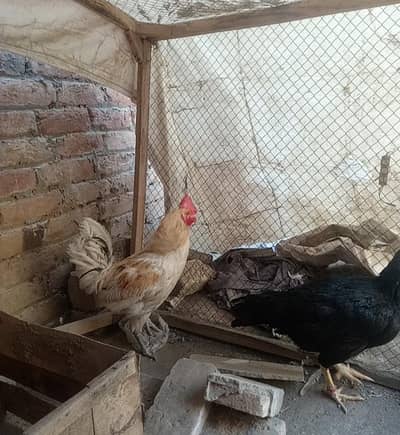 Murgha | Murghi | Golden Misri rooster |  Aseel hen
