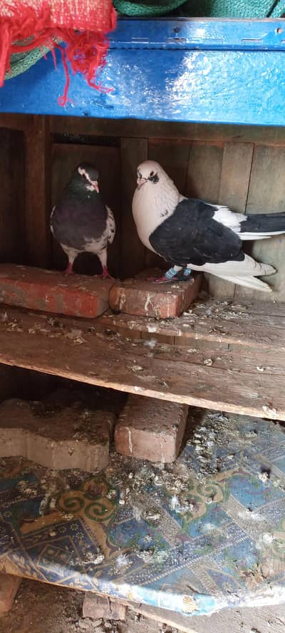 kabootar pair forsale nar mada