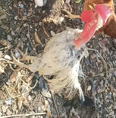 desi murgha / aseel phatta