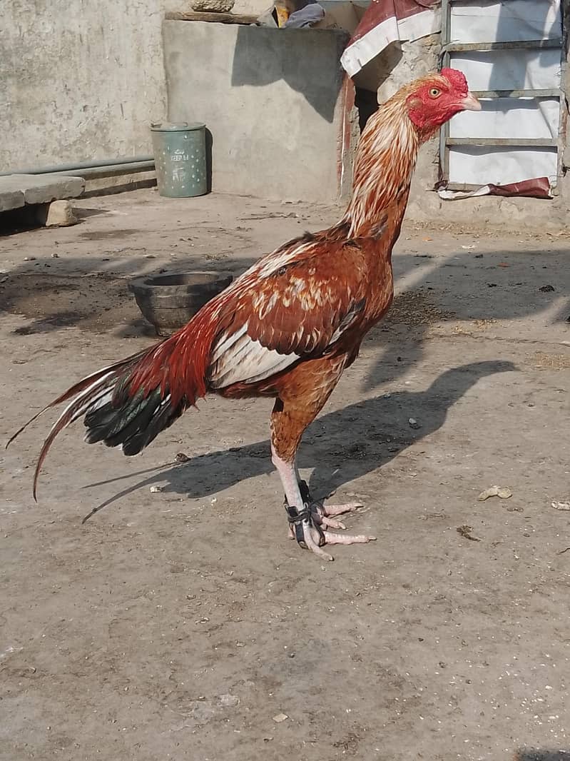 High quality patha 0