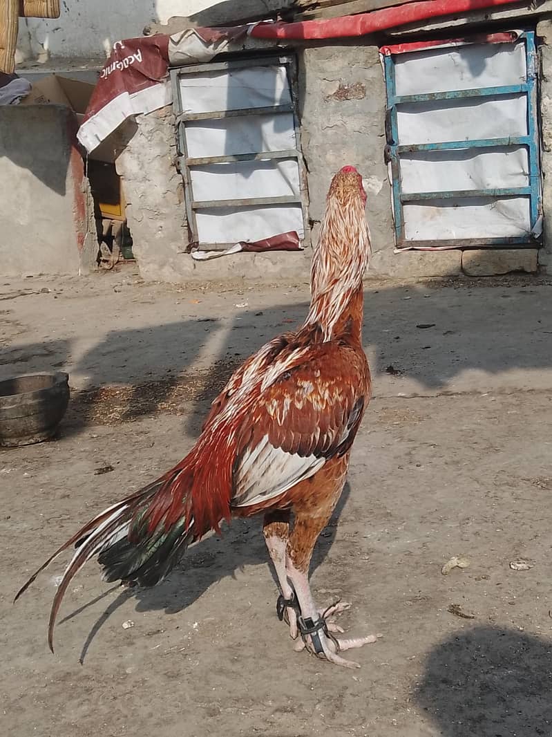 High quality patha 3