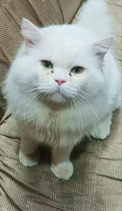 Pursion Male cat green eyes