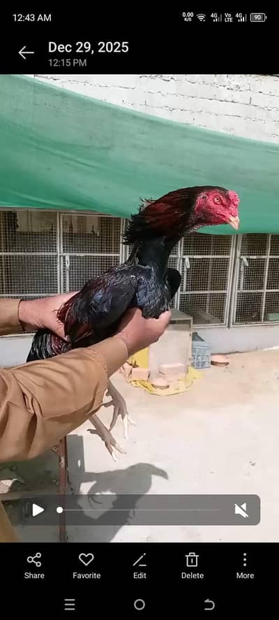 aseel punjab ka patha ha long hight mien