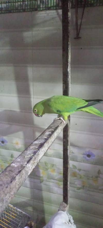 ringneck parrot 