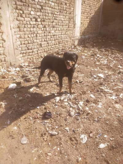 rottweiler female heavy bone